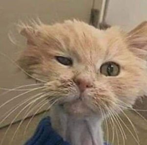 Meet your Posher, Steven